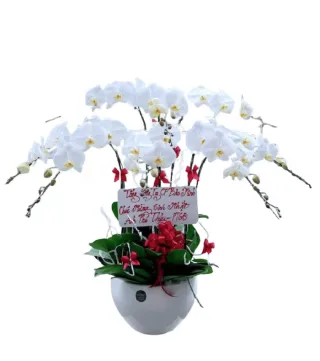 Lan hồ điệp trắng