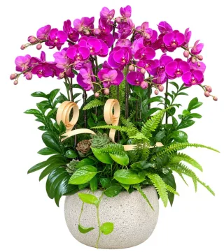 Lan hồ điệp tím hồng