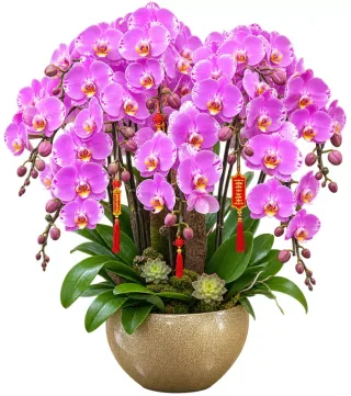 Lan hồ điệp tím hồng