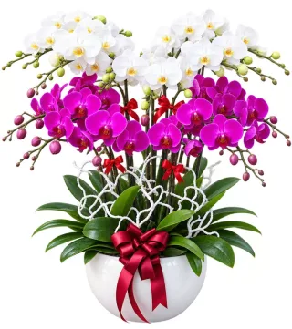 Lan hồ điệp trắng tím