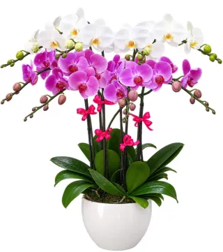 Lan hồ điệp trắng hồng tím