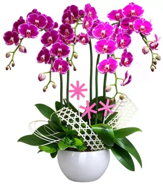 Lan hồ điệp tím viền trắng