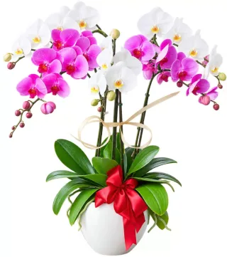 Lan hồ điệp trắng tím