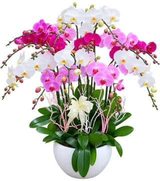 Lan hồ điệp trắng hồng tím