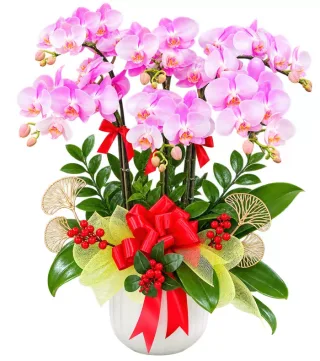 Lan hồ điệp hồng tím