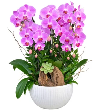 Lan hồ điệp tím hồng
