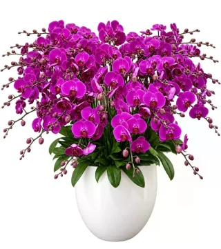 Lan hồ điệp tím đậm