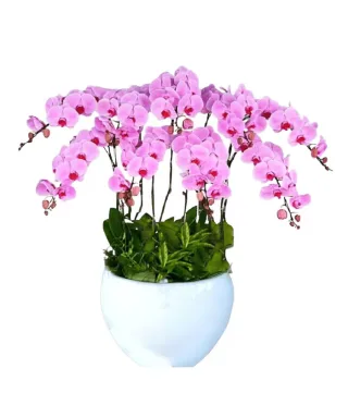 Lan hồ điệp hồng phấn