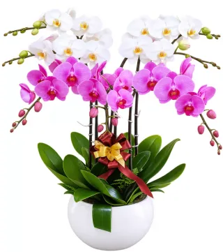 Lan hồ điệp trắng tím