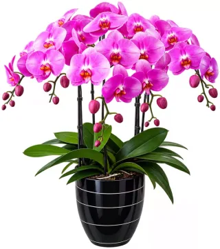 Lan hồ điệp tím hồng