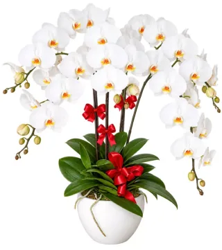 Lan hồ điệp trắng