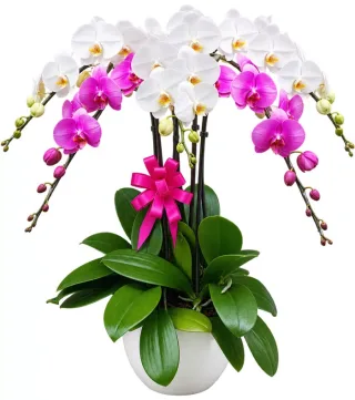 Lan hồ điệp trắng tím