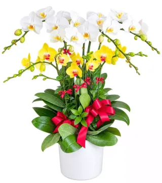 Lan hồ điệp trắng vàng