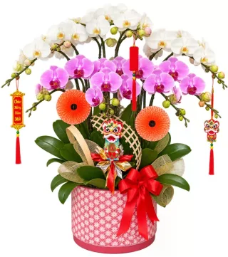 Lan hồ điệp trắng hồng