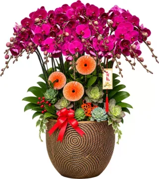 Lan hồ điệp tím đậm