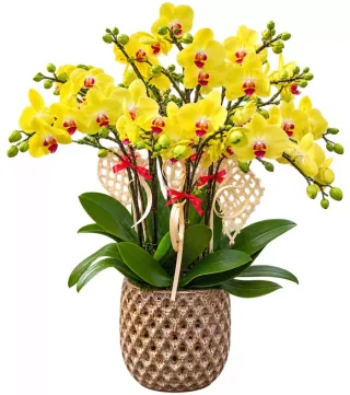 Lan hồ điệp vàng