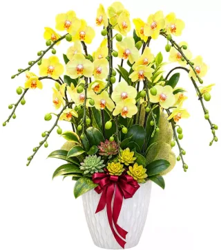 Lan hồ điệp vàng nhạt