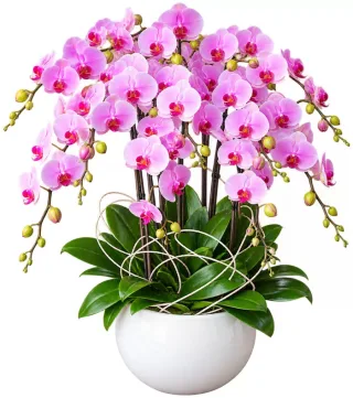 Lan hồ điệp hồng tím