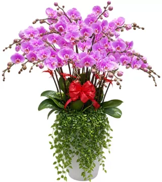 Lan hồ điệp tím hồng