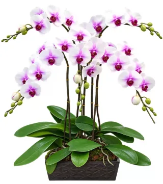 Lan hồ điệp trắng tâm tím