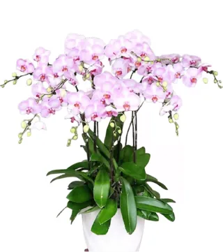 Lan hồ điệp hồng phấn
