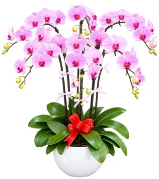 Lan hồ điệp hồng trắng