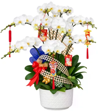 Lan hồ điệp trắng