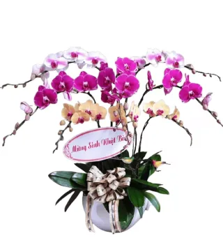 Lan hồ điệp phối tím hồng