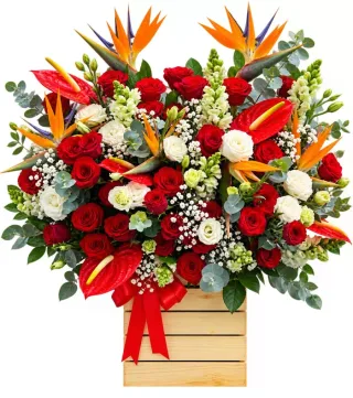 Hộp hồng đỏ thiên điểu
