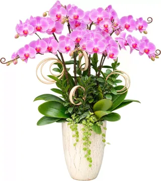 Lan hồ điệp tím hồng