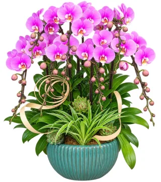 Lan hồ điệp tím hồng