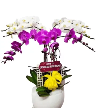 Lan hồ điệp phối trắng và tím đậm