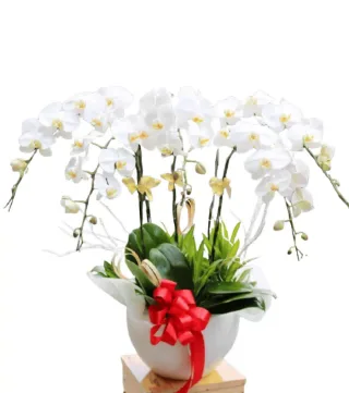 Lan hồ điệp trắng