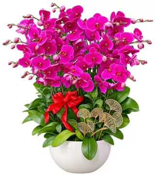 Lan hồ điệp tím đậm