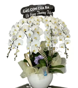 Lan hồ điệp trắng