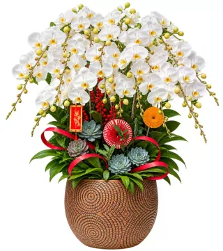 Lan hồ điệp trắng
