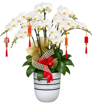 Lan hồ điệp trắng