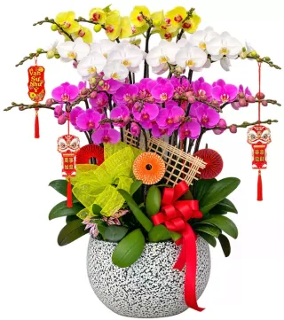 Lan hồ điệp vàng trắng tím