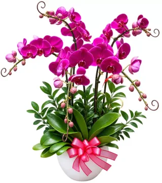 Lan hồ điệp tím đậm