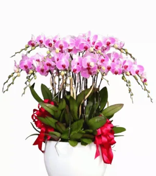 Lan hồ điệp trắng pha hồng