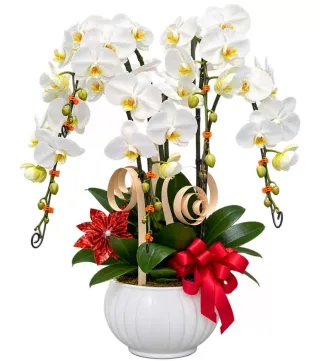 Lan hồ điệp trắng