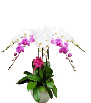 Lan hồ điệp trắng xen hồng tím