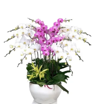 Lan hồ điệp trắng phối hồng tím