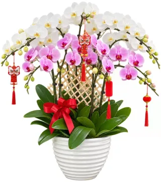 Lan hồ điệp trắng hồng