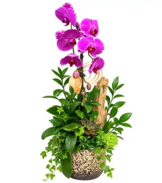 Lan hồ điệp tím đậm