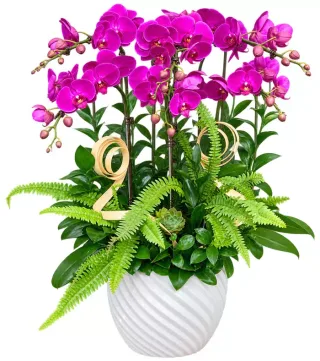 Lan hồ điệp tím hồng
