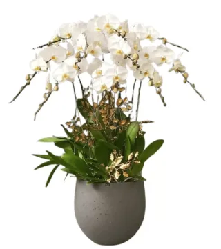 Lan hồ điệp trắng