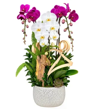 Lan hồ điệp tím trắng