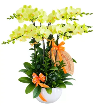 Lan hồ điệp vàng nhạt