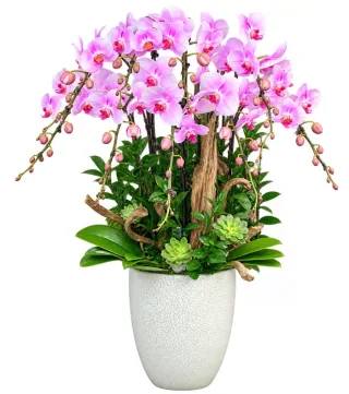 Lan hồ điệp hồng tím nhạt